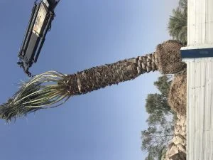 جاسم الاهوازي للنخيل
